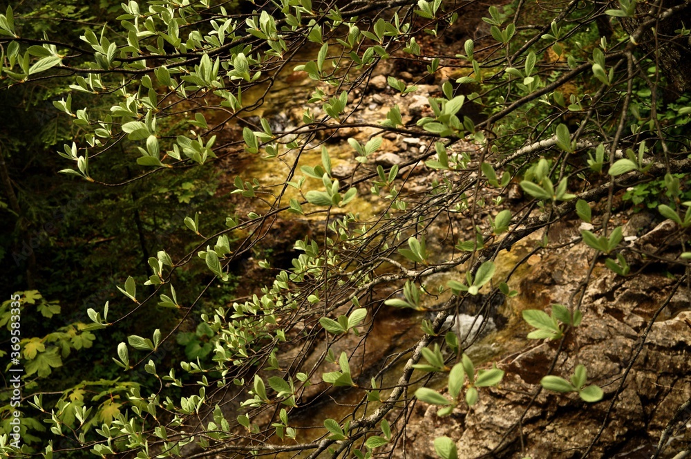 Obraz premium butterfly leaves