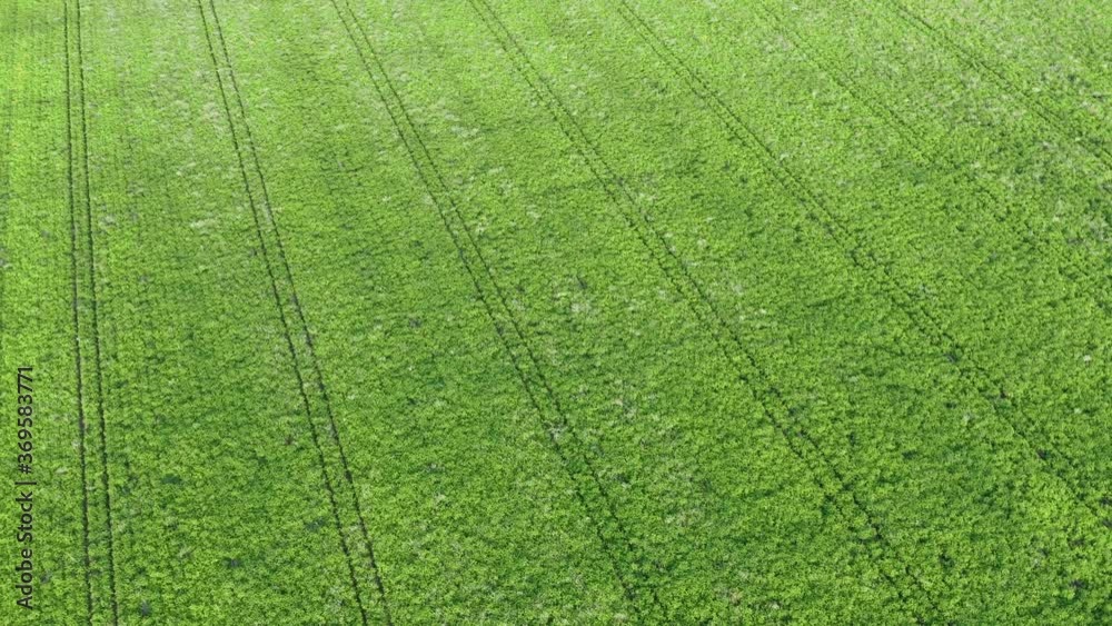 Aerial top down drone flies over green agriculture field. Flight over cereal plants land, agricultural industry. Natural texture background in motion, rows leguminous crops. Harvest organic cultivate Aerial top down drone flies over green agriculture field. Flight over cereal plants land, agricultural industry. Natural texture background in motion, rows leguminous crops. Harvest organic cultivate