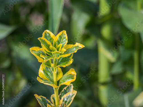 hedge sprout Euonymus japonicus Aureomarginatus close up view photo