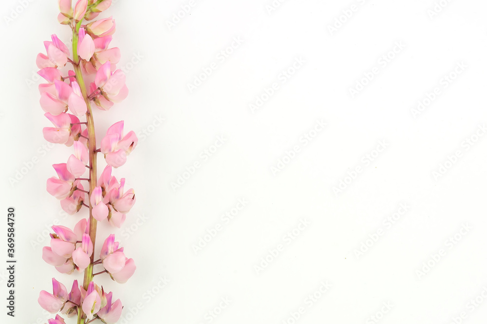 Isolated pink lupine flower on white background