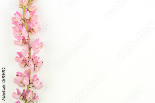 Isolated pink lupine flower on white background