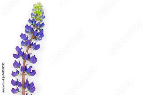 Isolated pink lupine flower on white background