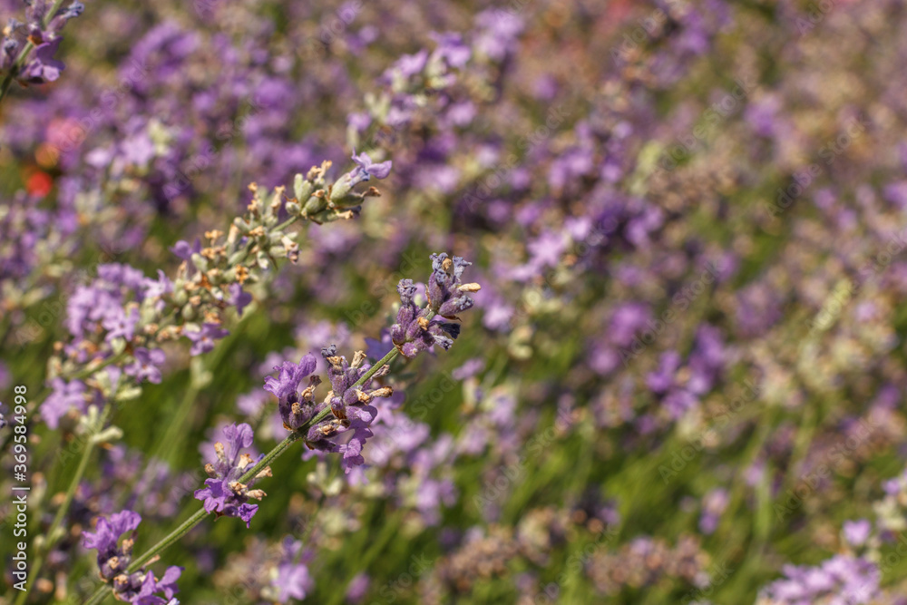 Blooming lavender on the field. Horizontal frame Blooming lavender on the field. Horizontal frame