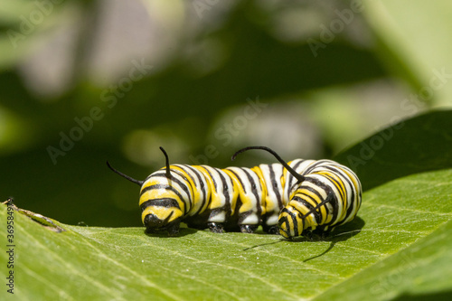 Canvas-taulu Monarch butterfly caterpillar - Danaus plexippus