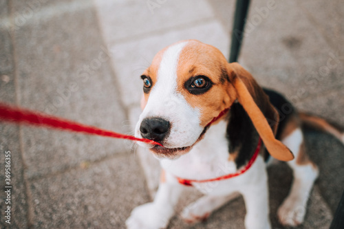 Young Beagle puppy playing with his red leash on concrete tiles.