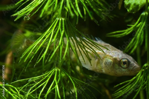 Canvastavla ninespine stickleback, Pungitius pungitius, freshwater wild fish, domesticated i