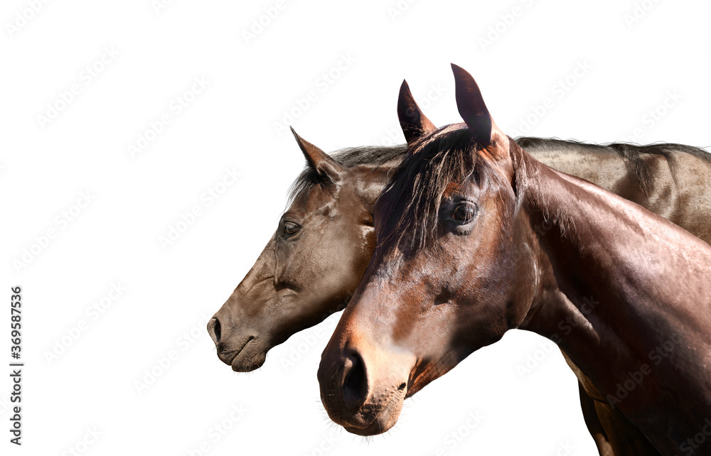 Fototapeta premium Beautiful pet horses on white background, closeup view