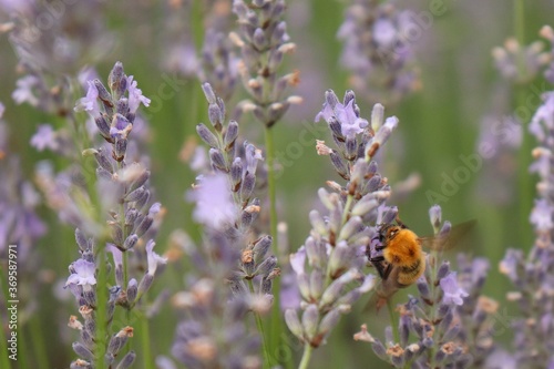 Bombus diversus diversus, A kind of Japanese bumblebee, consumes nectar from lavender flower, and pollinates Lavandula angustifolia. © Fuji