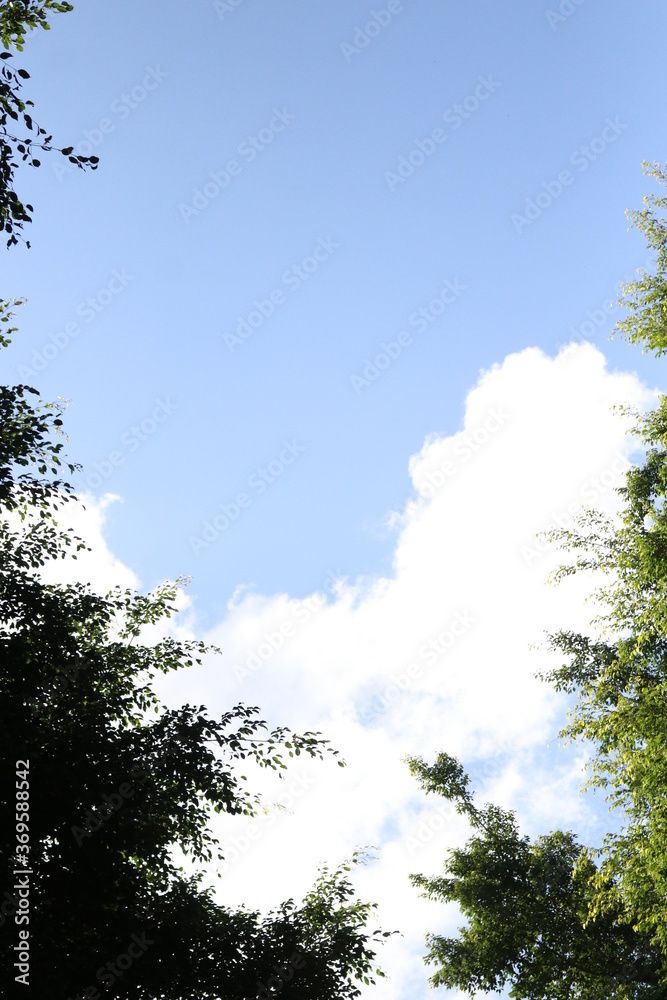 View from a blue sky under the forest of a brazilian zoo. View from a blue sky under the forest of a brazilian zoo.