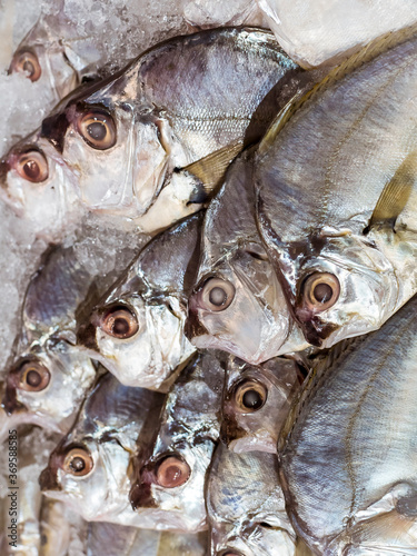 Sapsap or Pony Fish on display at the fish section of the supermarket. Also known as Slipmouth. A popular fish in the Philippines. photo