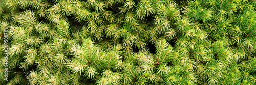 natural green background: thick soft needles