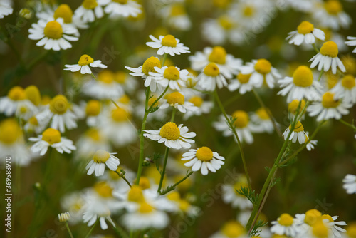 Traditional medicine remedy photo