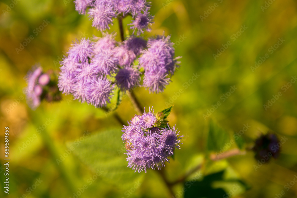 The Purple Ageratum Flower in the Australian Bushland The Purple Ageratum Flower in the Australian Bushland
