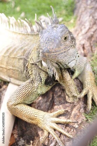 iguana on a tree