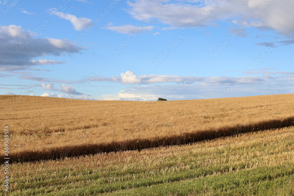 Rapeseed fields.  Harvesting