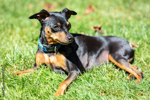 portrait of a black Miniature Pinscher dog laying in the sun  In the grass
