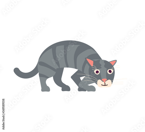 Funny gray cat