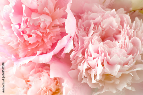 Fototapeta Naklejka Na Ścianę i Meble -  Beautiful blooming pink peonies as background, closeup