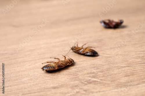 Dead cockroaches on wooden floor, closeup. Pest control © New Africa