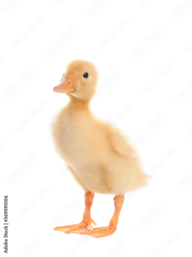 Cute fluffy baby duckling on white background Cute fluffy baby duckling on white background