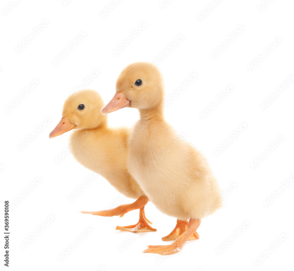 Cute fluffy baby ducklings on white background