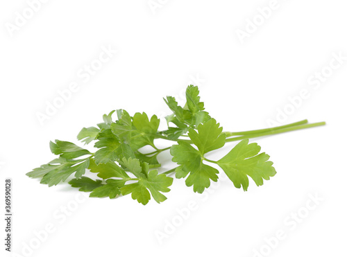 Aromatic fresh green parsley isolated on white