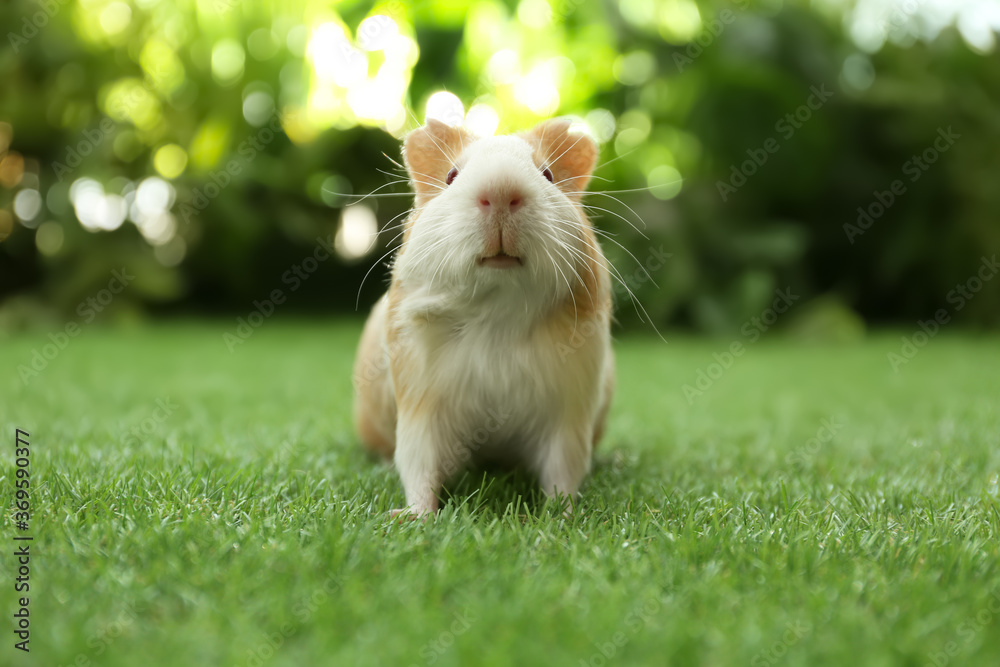 Ταπετσαρία Cute guinea pig on green grass in park
