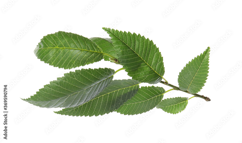 Branch of elm tree with young fresh green leaves isolated on white. Spring season Branch of elm tree with young fresh green leaves isolated on white. Spring season