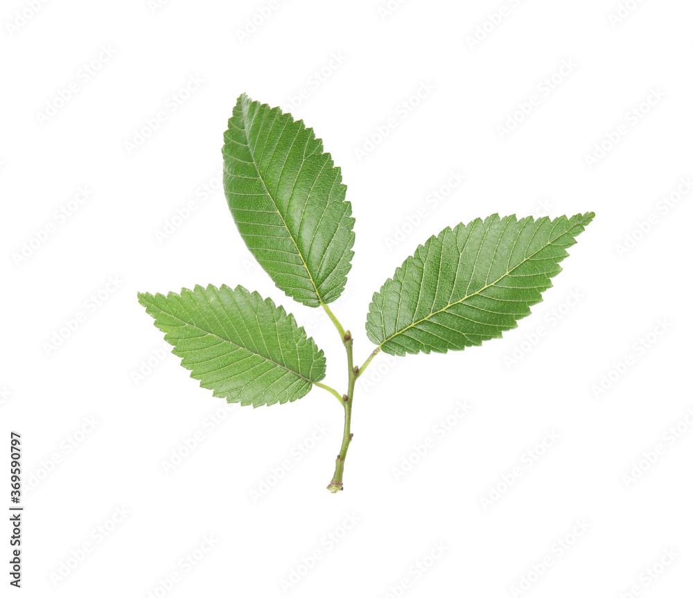 Branch of elm tree with young fresh green leaves isolated on white. Spring season Branch of elm tree with young fresh green leaves isolated on white. Spring season