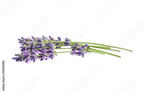 Fototapeta Naklejka Na Ścianę i Meble -  Beautiful blooming lavender flowers on white background