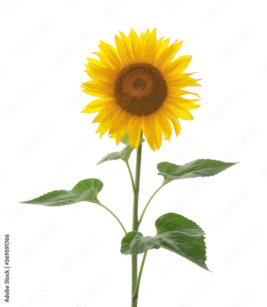 Beautiful bright blooming sunflower isolated on white