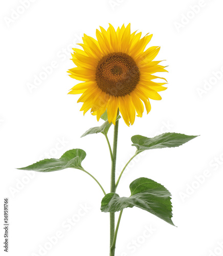 Fototapeta Naklejka Na Ścianę i Meble -  Beautiful bright blooming sunflower isolated on white