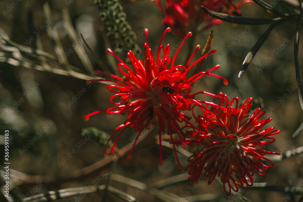 Grevillea banksii red flower on green background Grevillea banksii red flower on green background