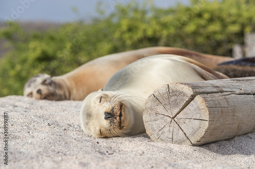 Sea Lions lying in sand on beach on Galapagos Islands resting sleeping - Cute adorable Animals. Animal and wildlife nature on Galapagos, Ecuador, South America. Family of Sea lions.