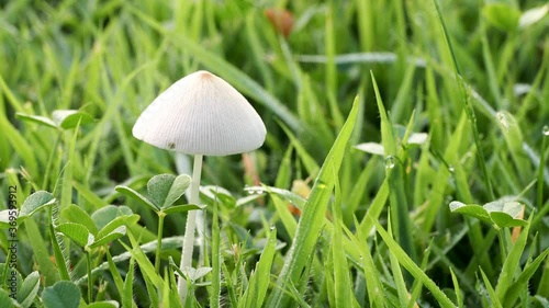 Tokyo,Japan-August 6, 2020: White Dunce Cap or Conocybe apala on the lawn in the morning
 photo