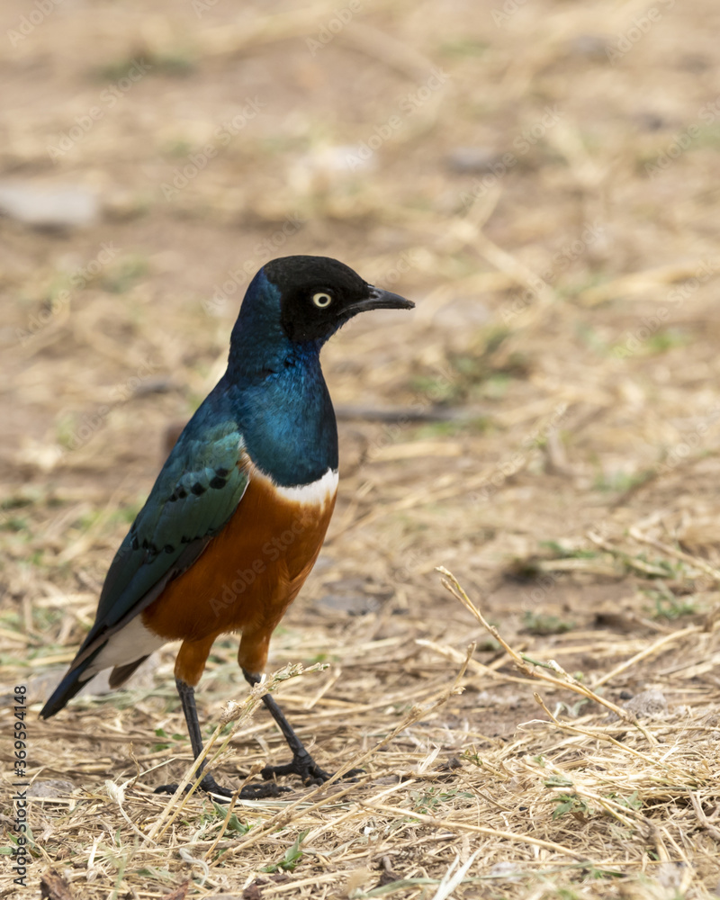 Fototapeta premium very pretty Mocking Cliff-Chat in the grass