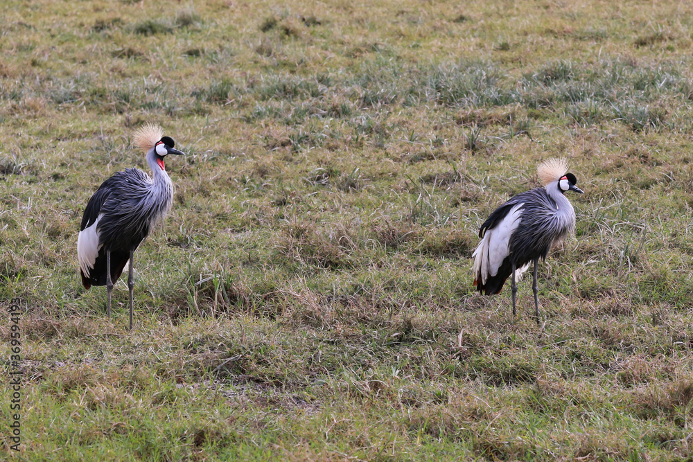 crowned crane pair in the grass