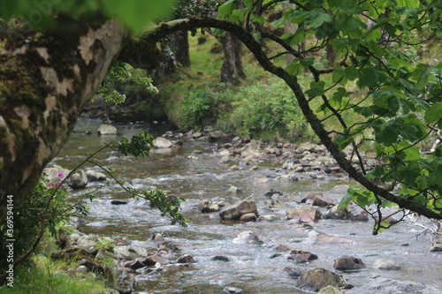 stream in the woods