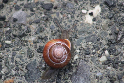 snail on the stone
