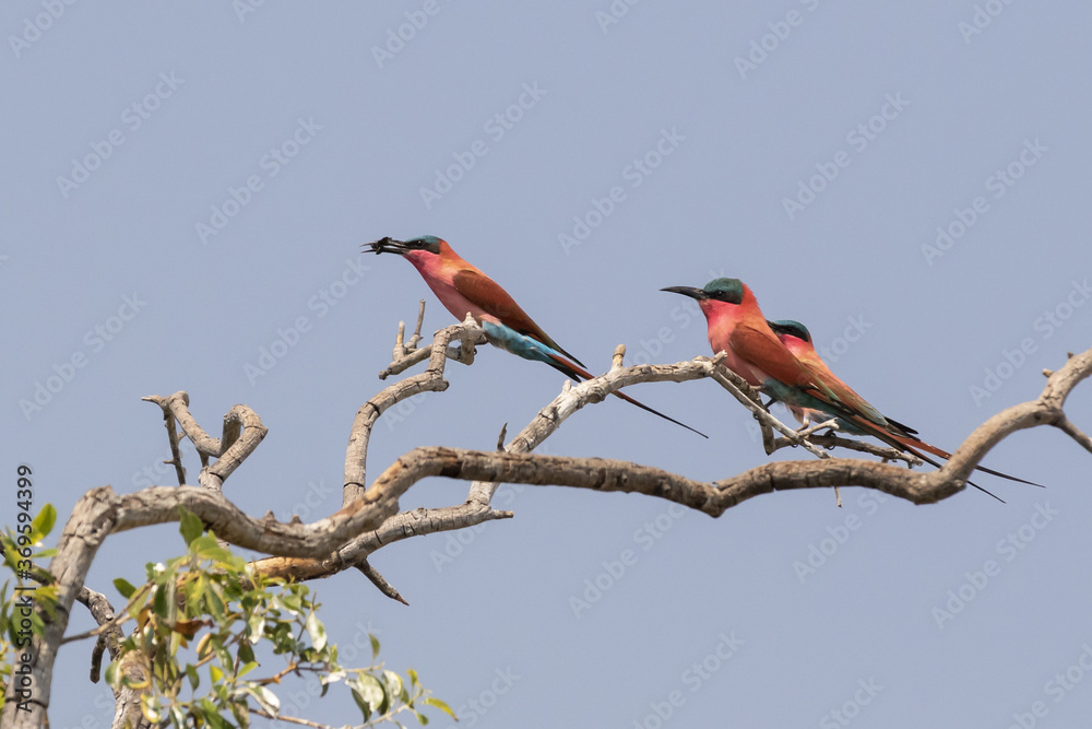 Fototapeta premium Southern Carmine bee eater sitting in a tree with a bee