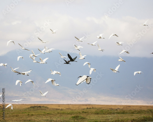 large mixed flock of birds in flight