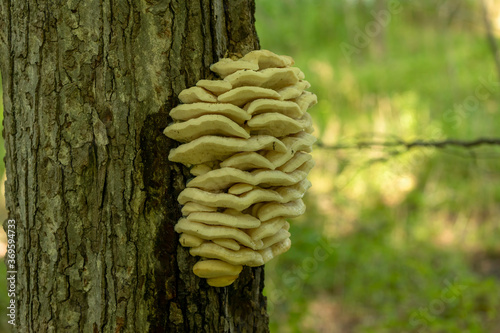 Chicken of the woods. Large yellow fungus shelves attached to tree trunk.
