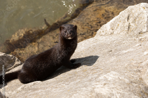 The American mink in the rocks on the shores of Lake Michigan photo