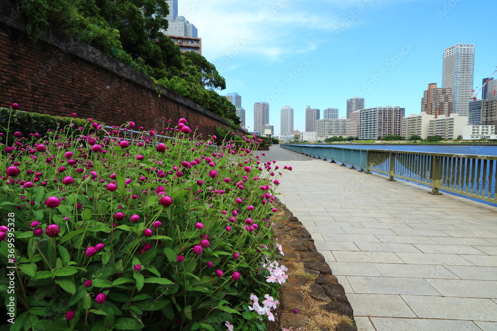 Naklejka premium 夏を彩る隅田川テラスの花壇とタワーマンション