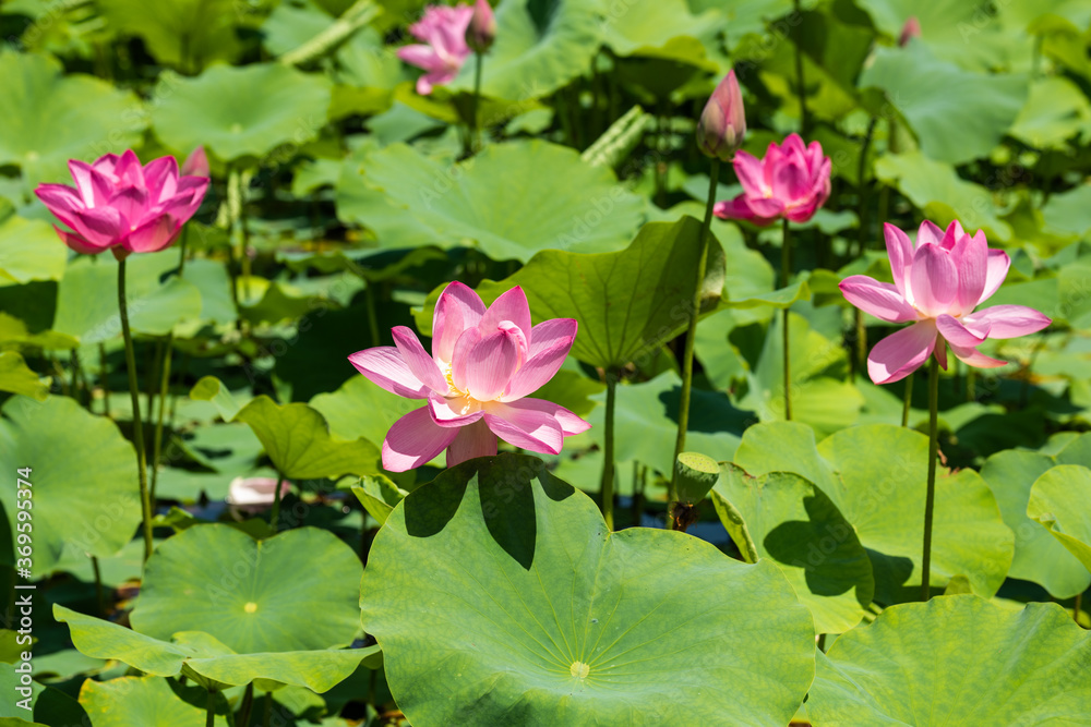 蓮の花