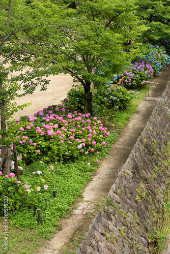 赤い紫陽花の群生