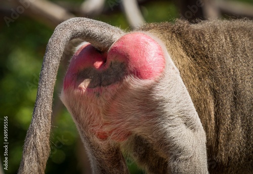 This macro image shows the rear end buttock of a wild Hamadryas Baboon. photo