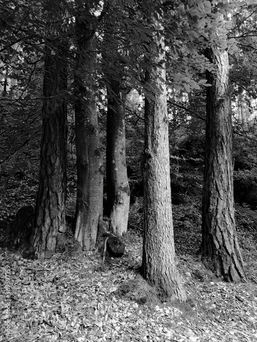 trees in the forest