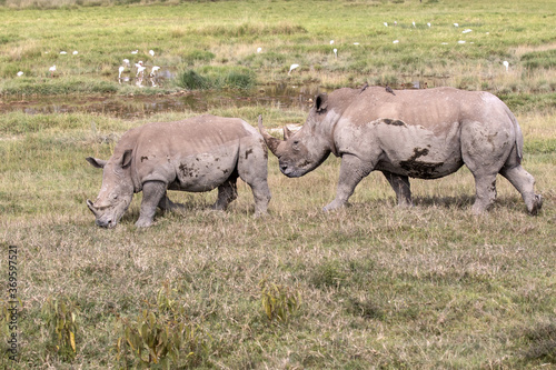 White Rhino pair walking and grazing