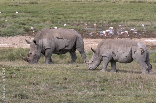 White Rhino pair walking grazing
